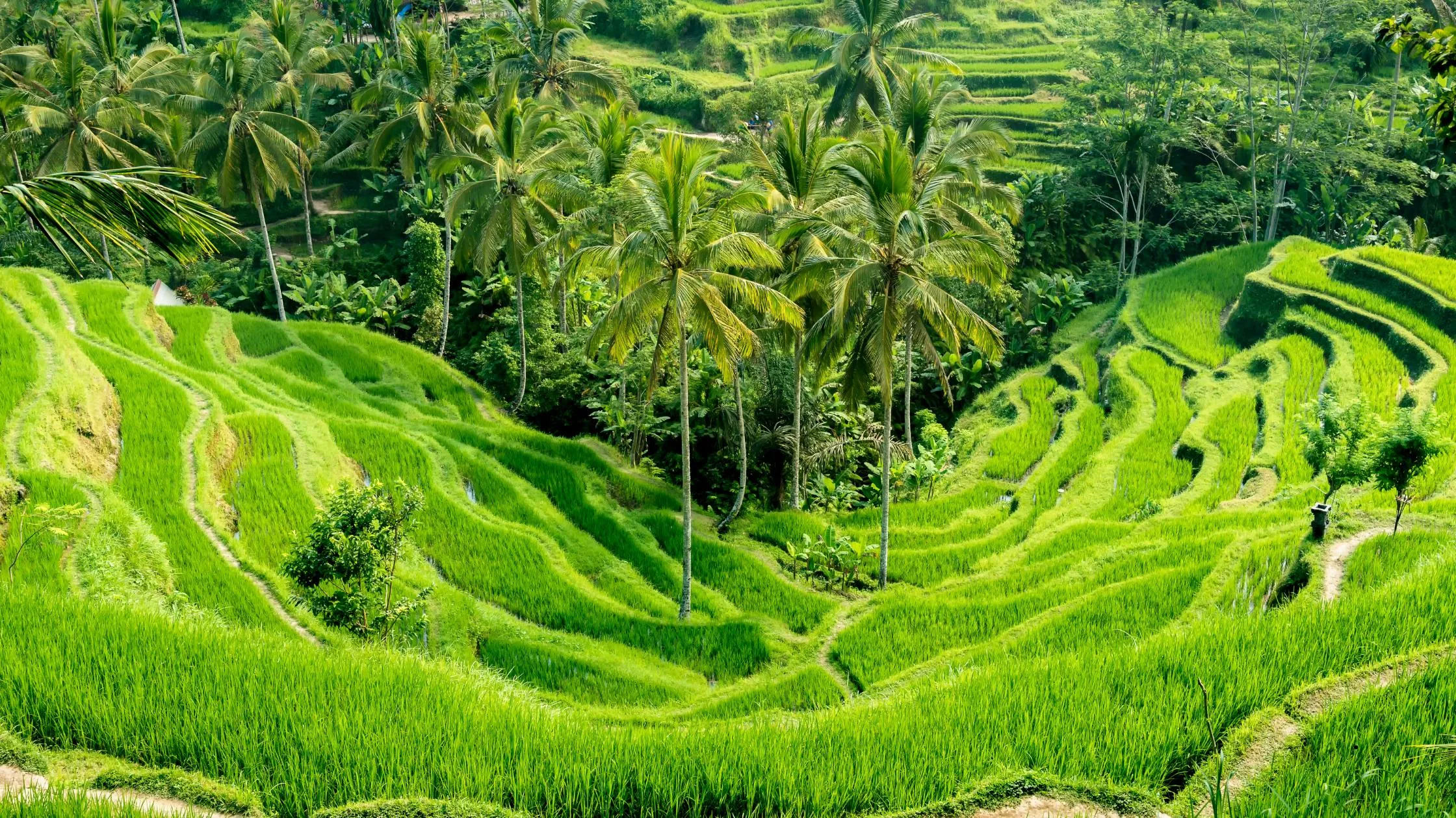 Finding Quiet in Bali's Rice Country