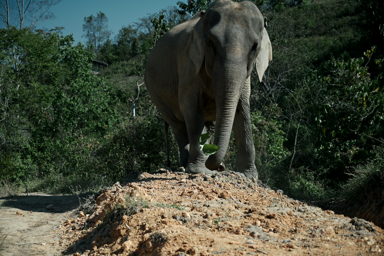 An elephant roaming freely at a Chiang Mai forest sanctuary